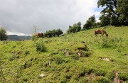Horses on the Garnwen fields